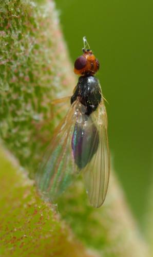 Chamaepsila sp.